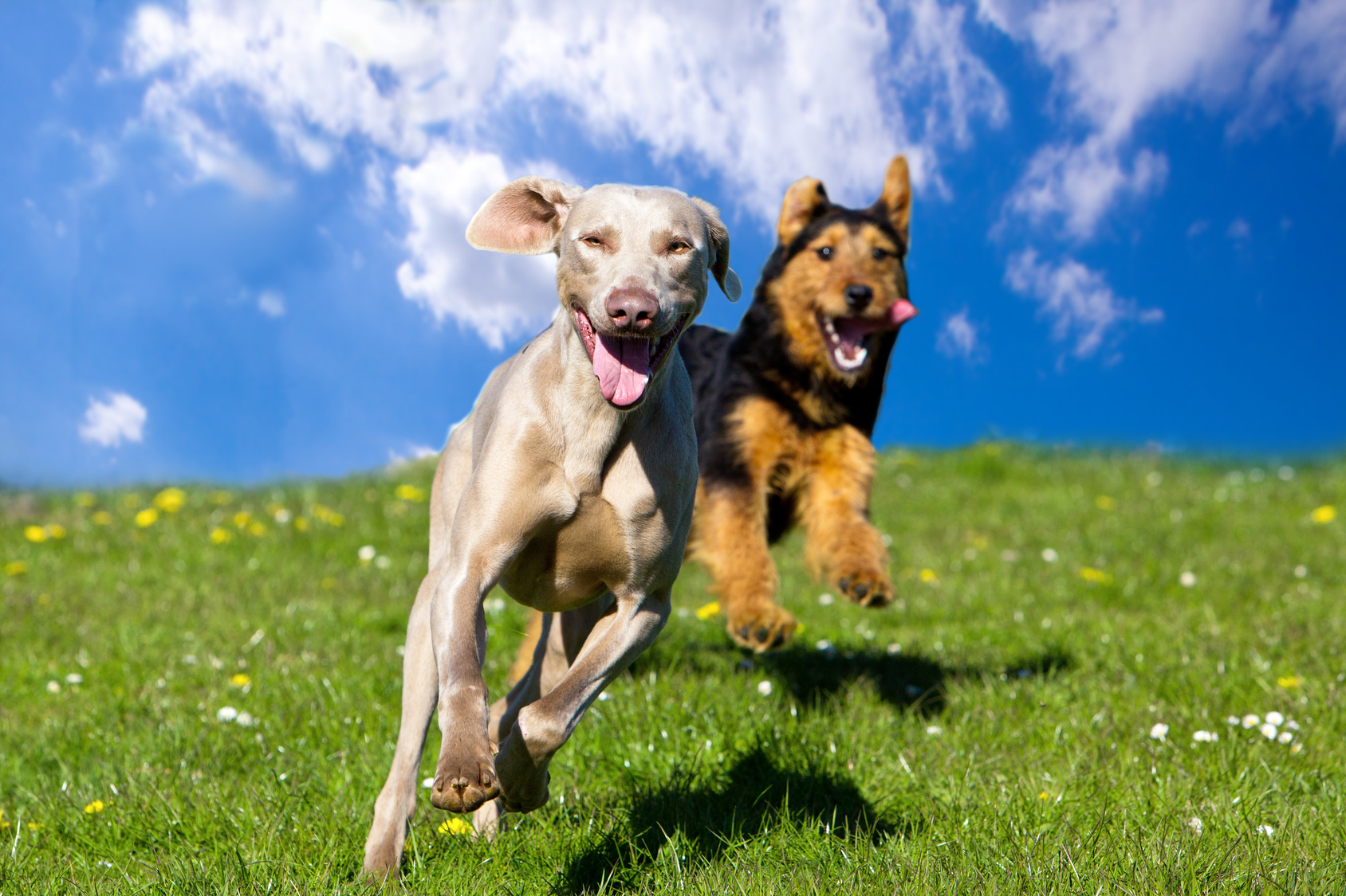 Two happy dogs running towards viewer